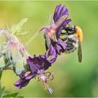 Die Ackerhummel (Bombus pascuorum) liebt . . .