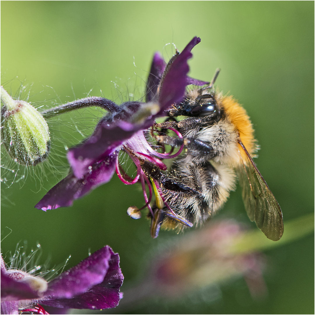 Die Ackerhummel (Bombus pascuorum) nascht bevorzugt . . .