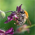 Die Ackerhummel (Bombus pascuorum) nascht bevorzugt . . .