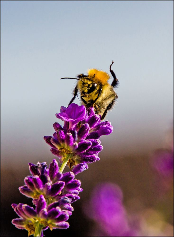 die Ackerhummel; Winke, winke, Sommer ade!