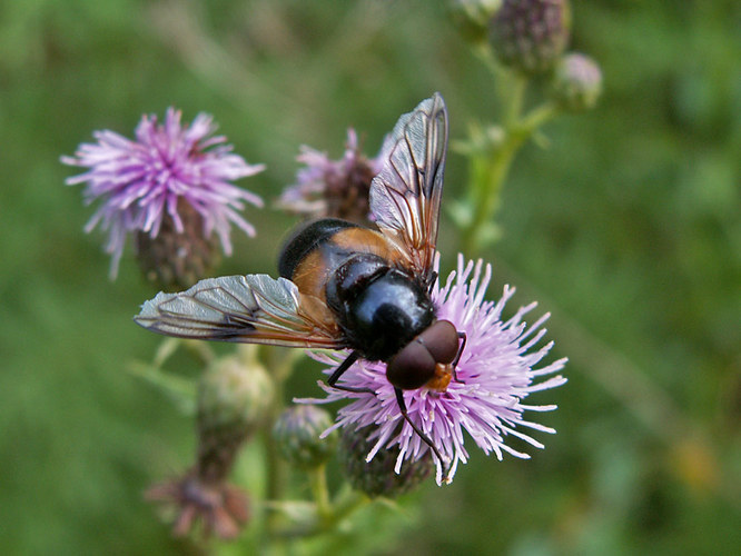 die Ackerkratzdistel