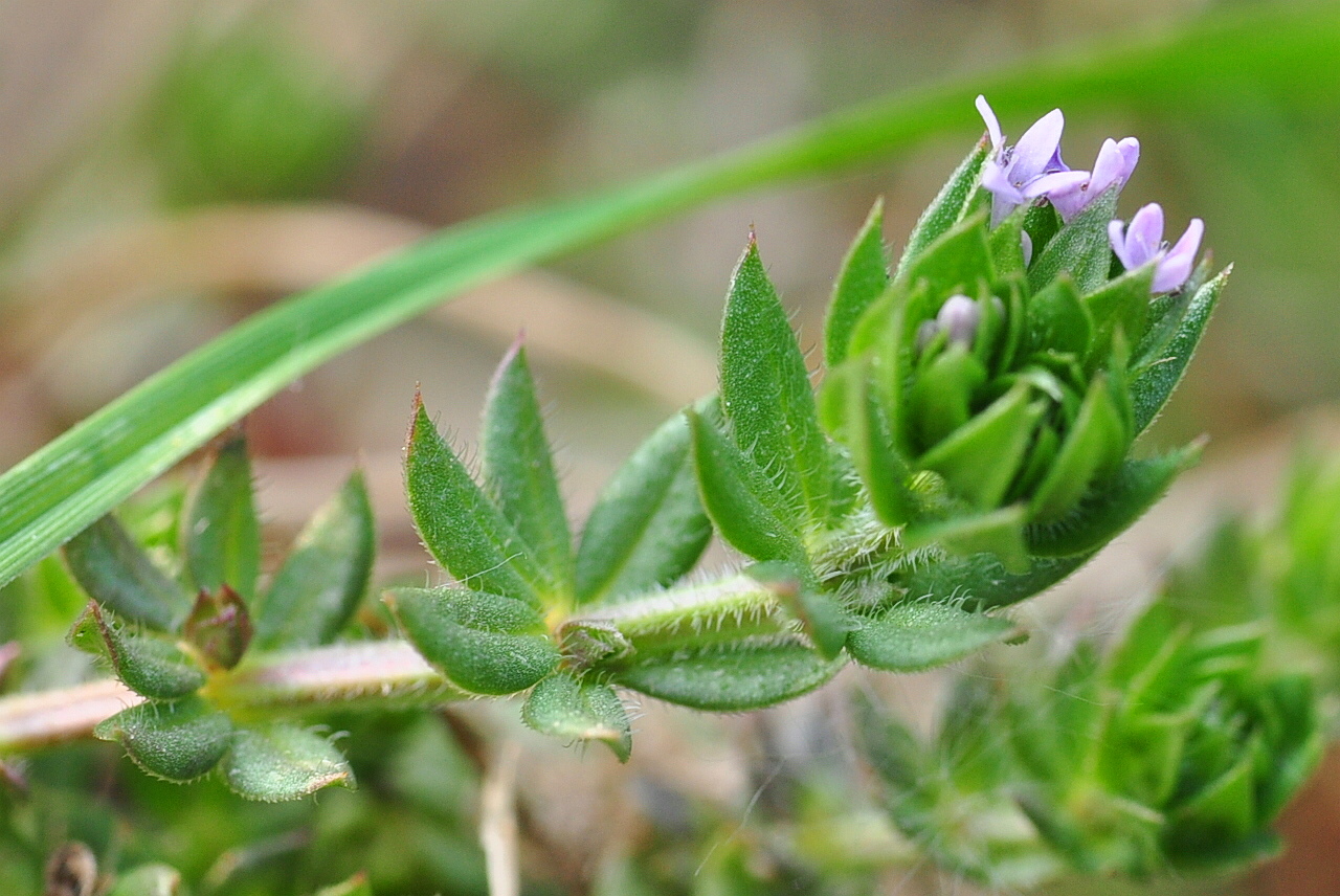 Die Ackerröte (Sherardia arvensis)