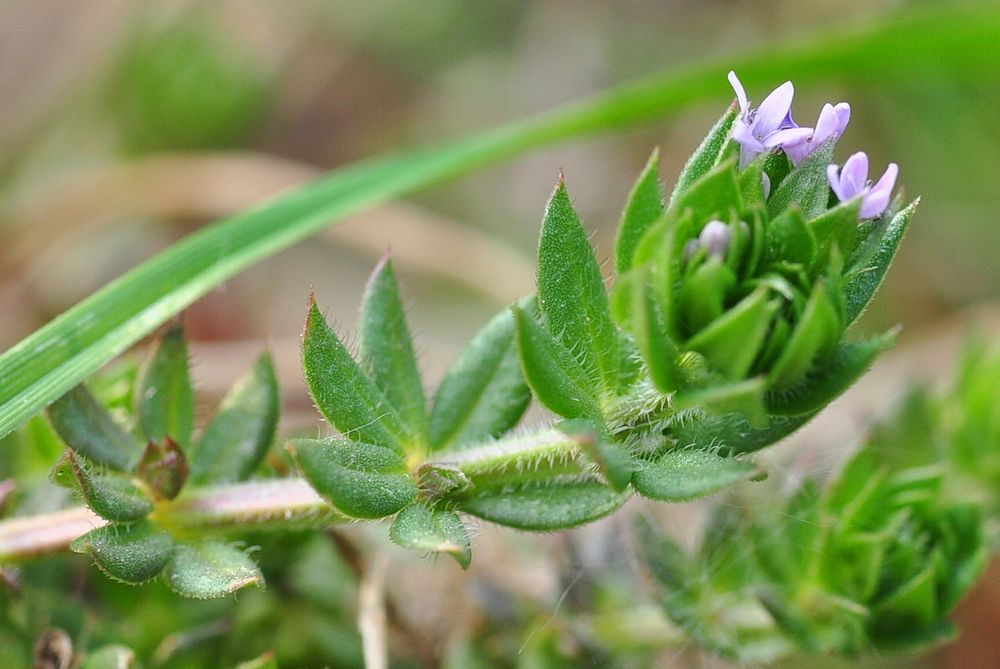 Die Ackerröte (Sherardia arvensis)