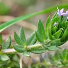 Die Ackerröte (Sherardia arvensis)