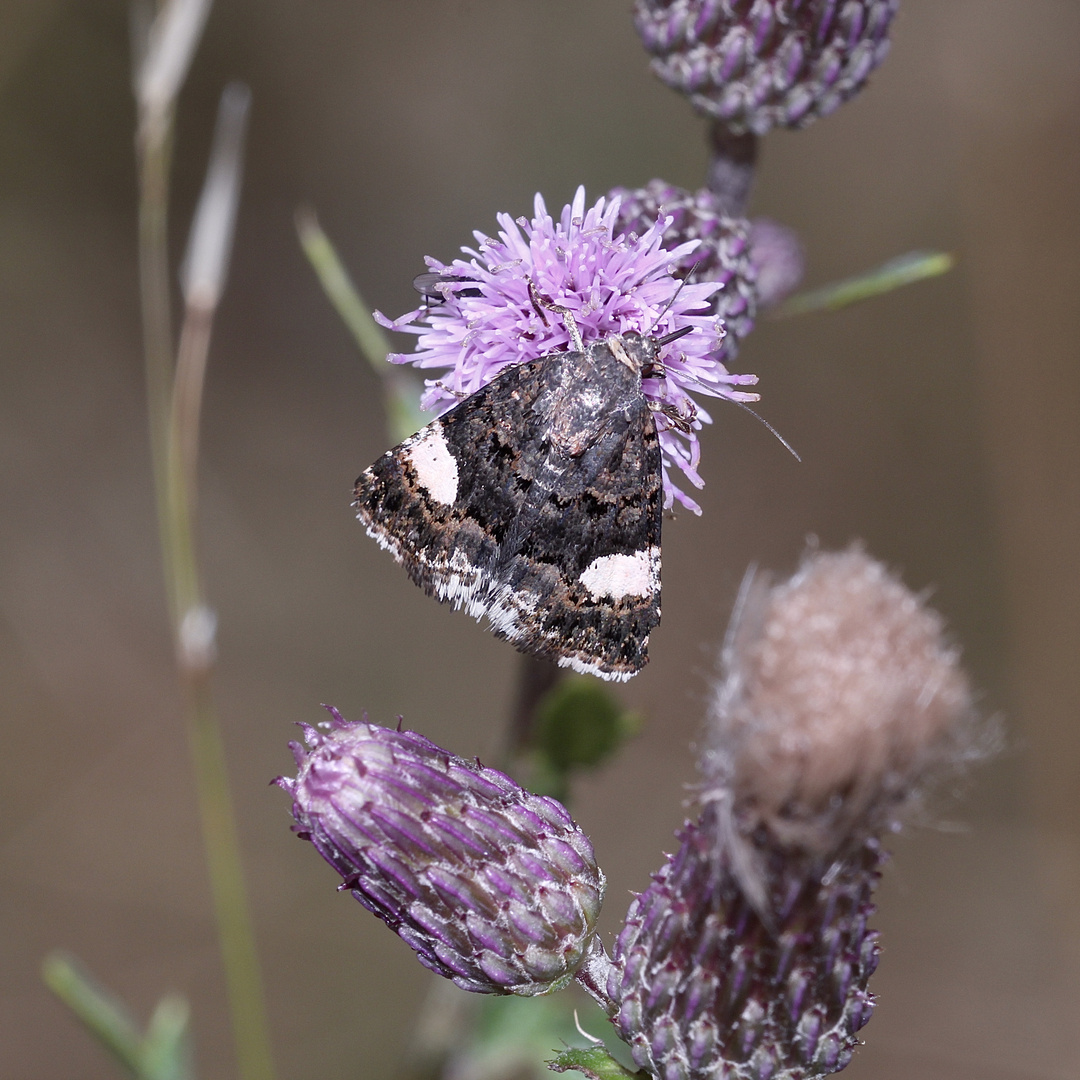 Die Ackerwinden-Trauereule (Tyta luctuosa)