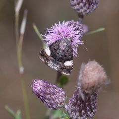 Die Ackerwinden-Trauereule (Tyta luctuosa)