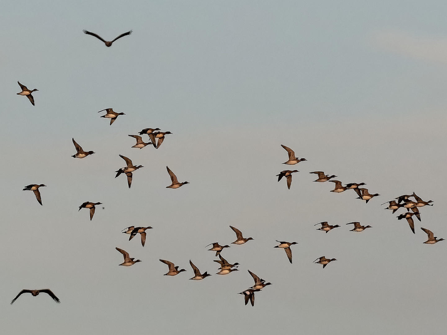 Die Adler flogen mittendurch.... 