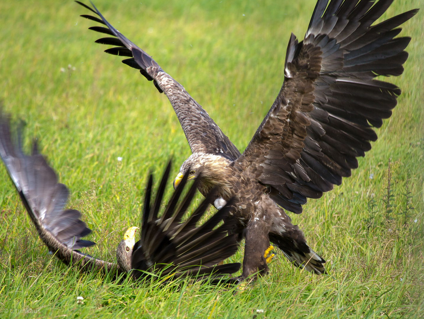 Die Adler sind gelandet...