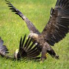 Die Adler sind gelandet...