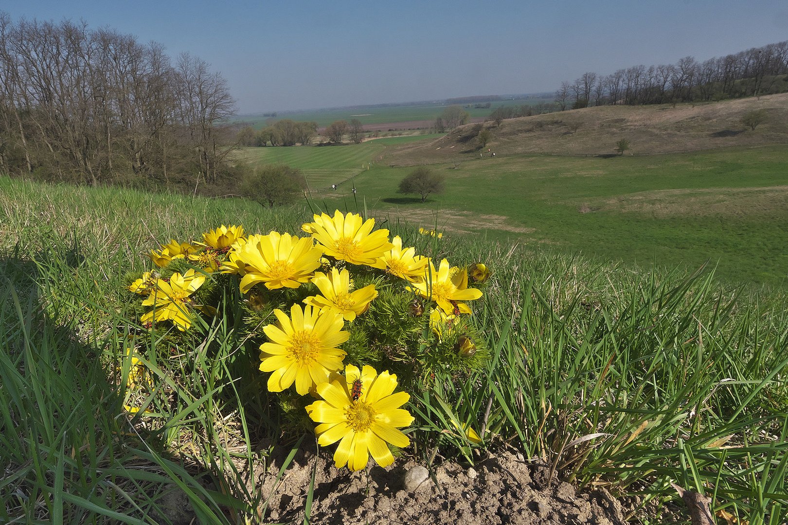 Die Adonisröschen_f9mm-190407 ...