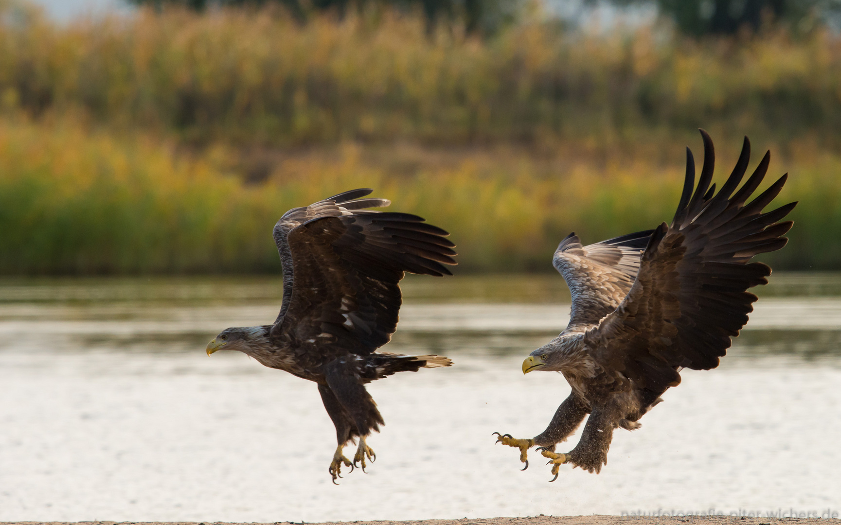 Die adulte Seeadler Dame..