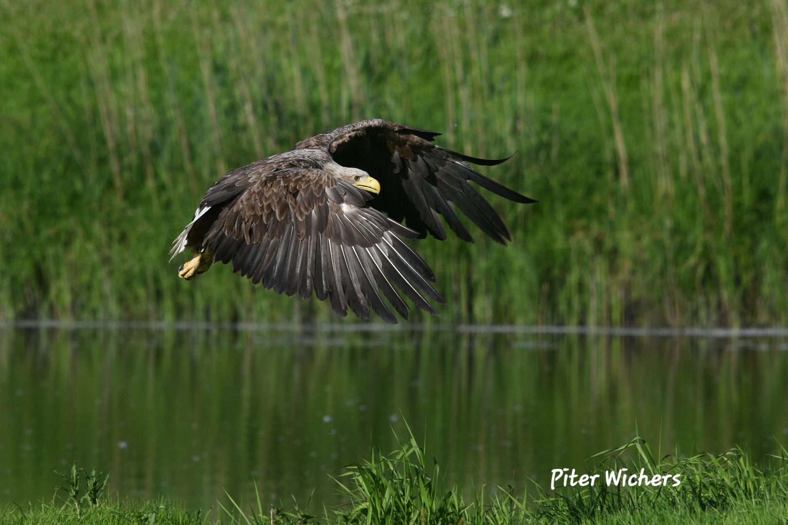 Die adulten Seeadler 