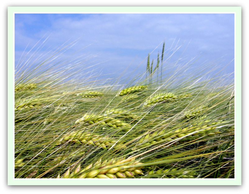 Die Ähren beugen sich im Wind.