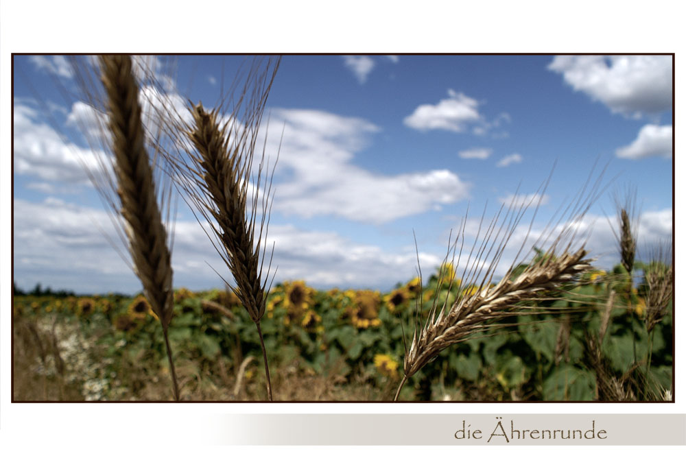 die Ährenrunde