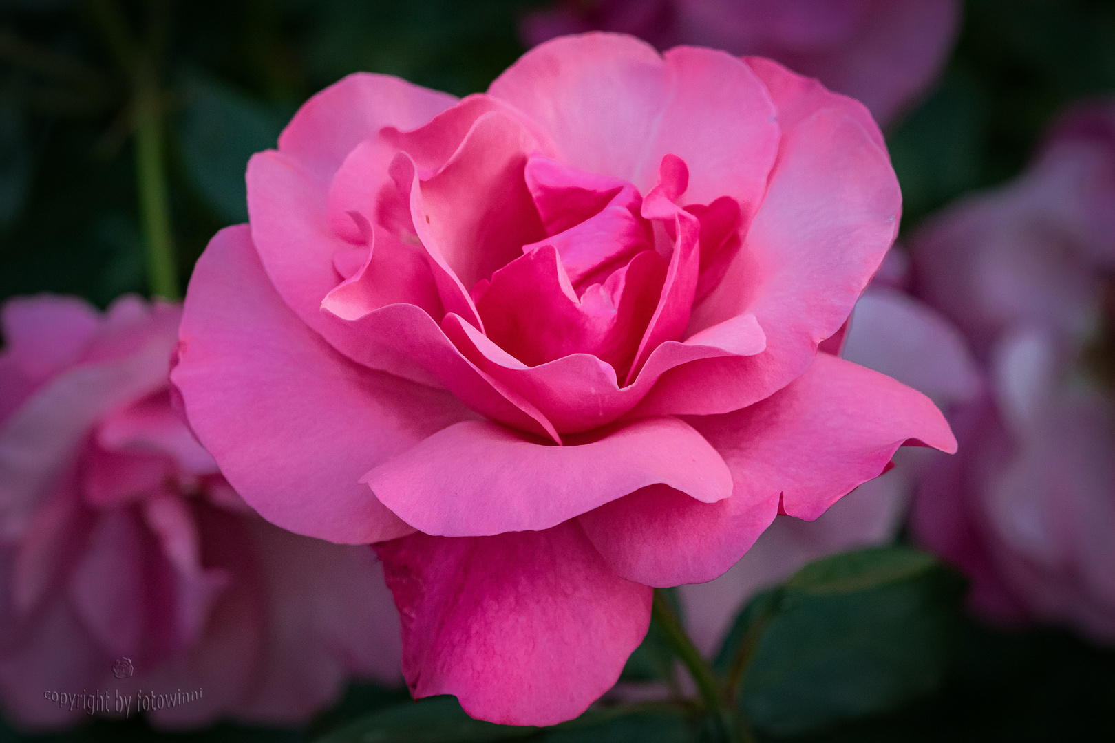 die älteste Rose in meinem Garten (ca 40 Jahre alt)