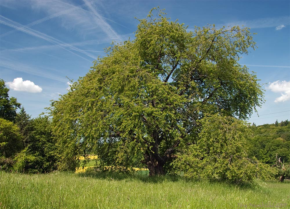 Die älteste Süsskirsche Deutschlands