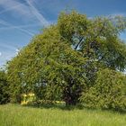 Die älteste Süsskirsche Deutschlands