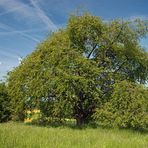 Die älteste Süsskirsche Deutschlands