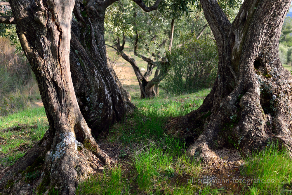 Die ältesten Olivenbäume von Moustiers