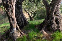 Die ältesten Olivenbäume von Moustiers