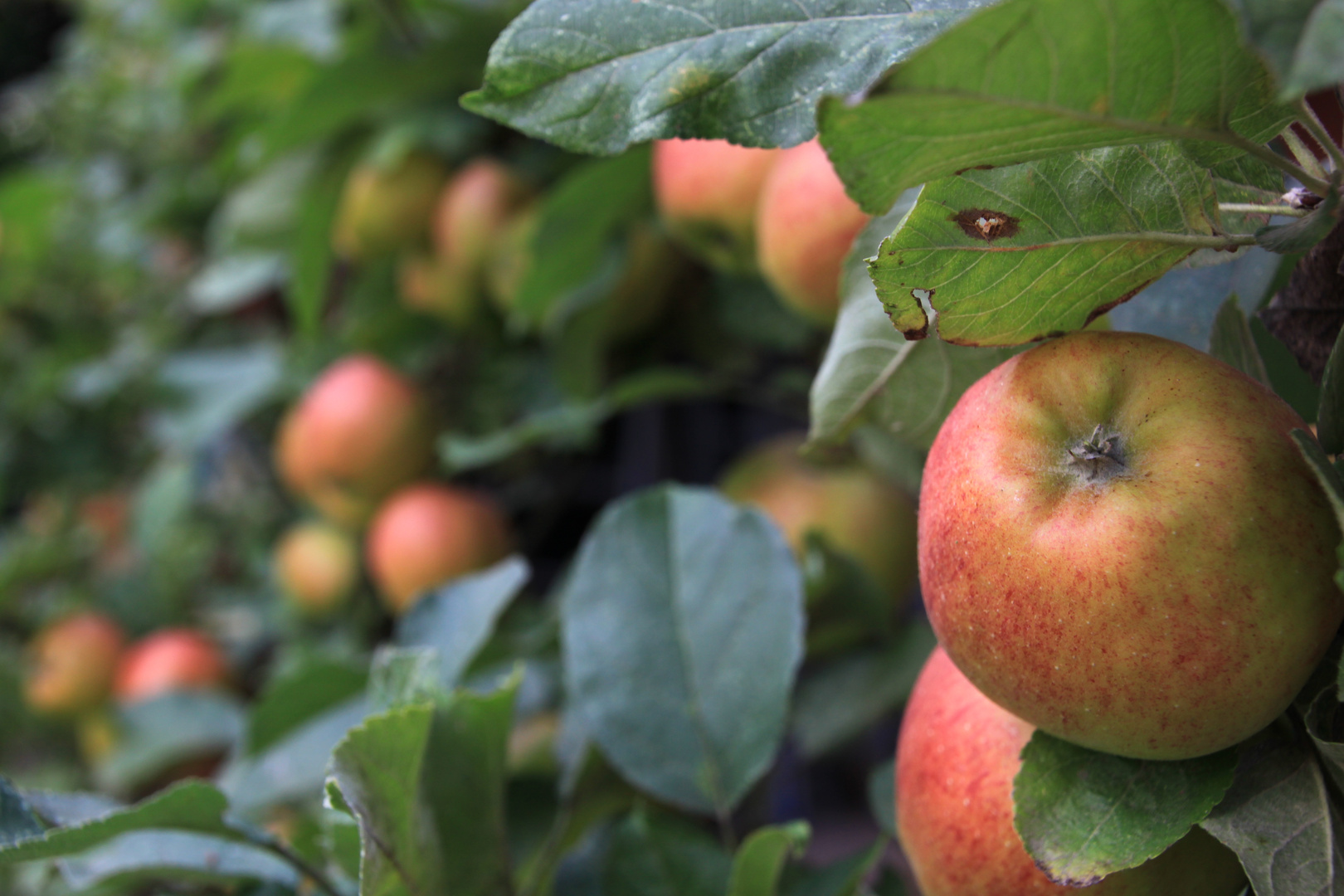 Die Äpfel aus Oma`s Garten