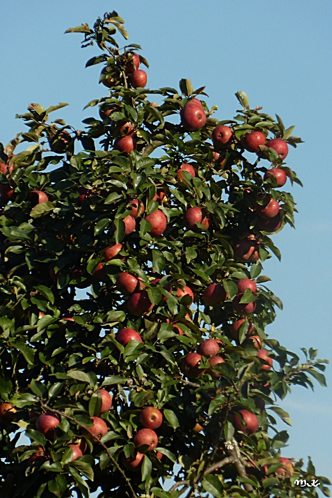 Die Äpfel beim Nachbarn