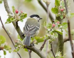 die Äpfel blühen schon-