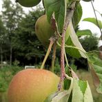 die Aepfel brauchen noch laenger !