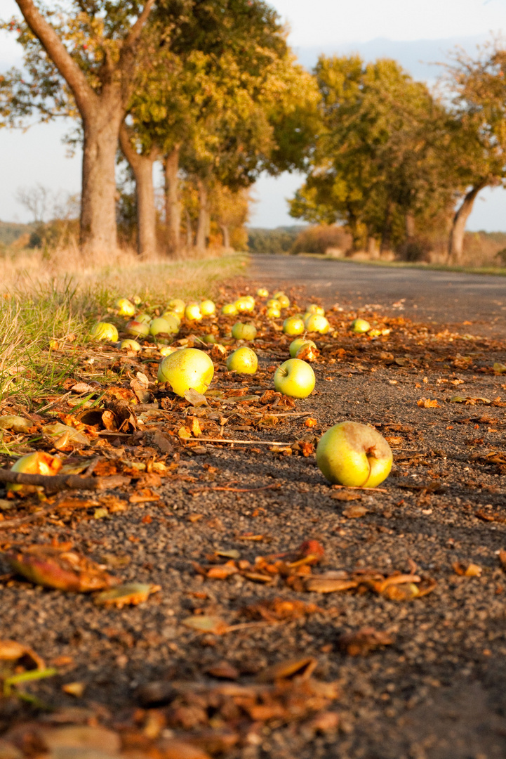 Die Äpfel fallen