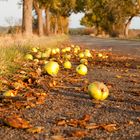 Die Äpfel fallen