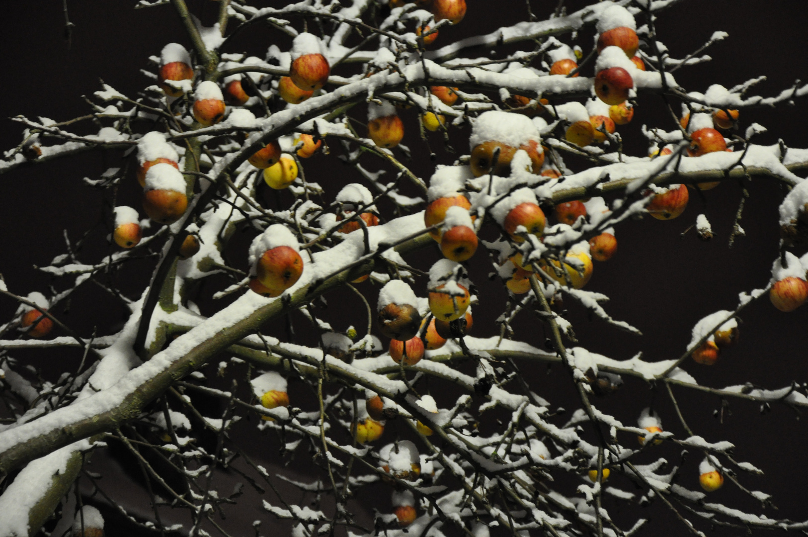 Die Äpfel im Winter