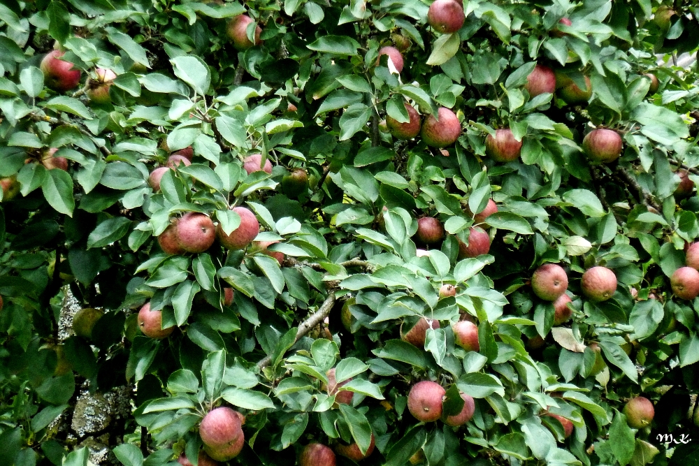 Die Äpfel in Nachbars Garten
