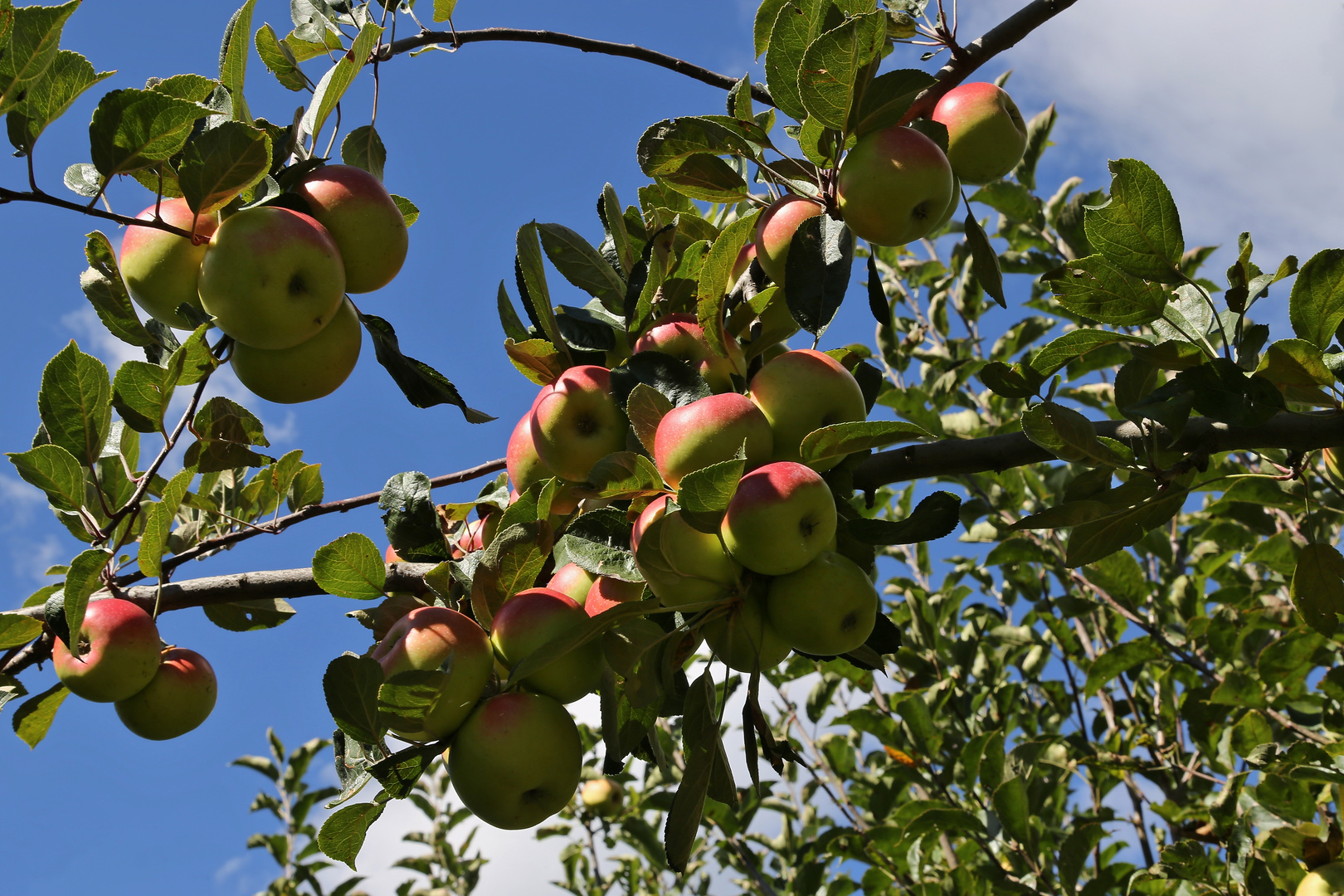 Die Äpfel reifen (2016_10_04_EOS 6D_9999_026_ji)