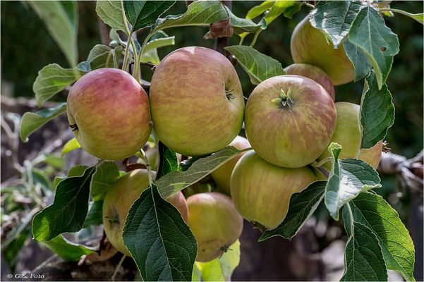 Die Äpfel sind reif.