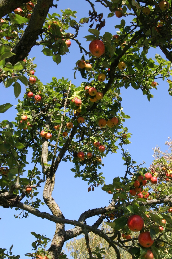 Die Äpfel sind reif!