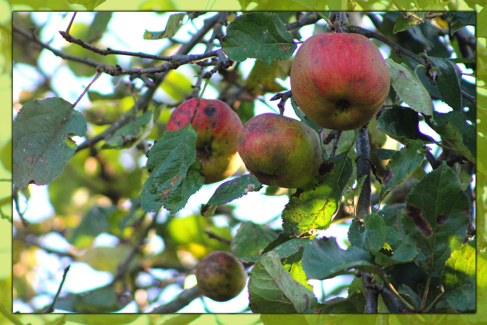 Die Äpfel vom  01.10.2017 