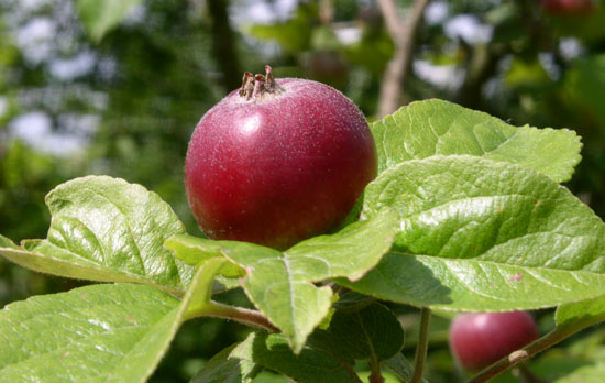 die Äpfel wachsen