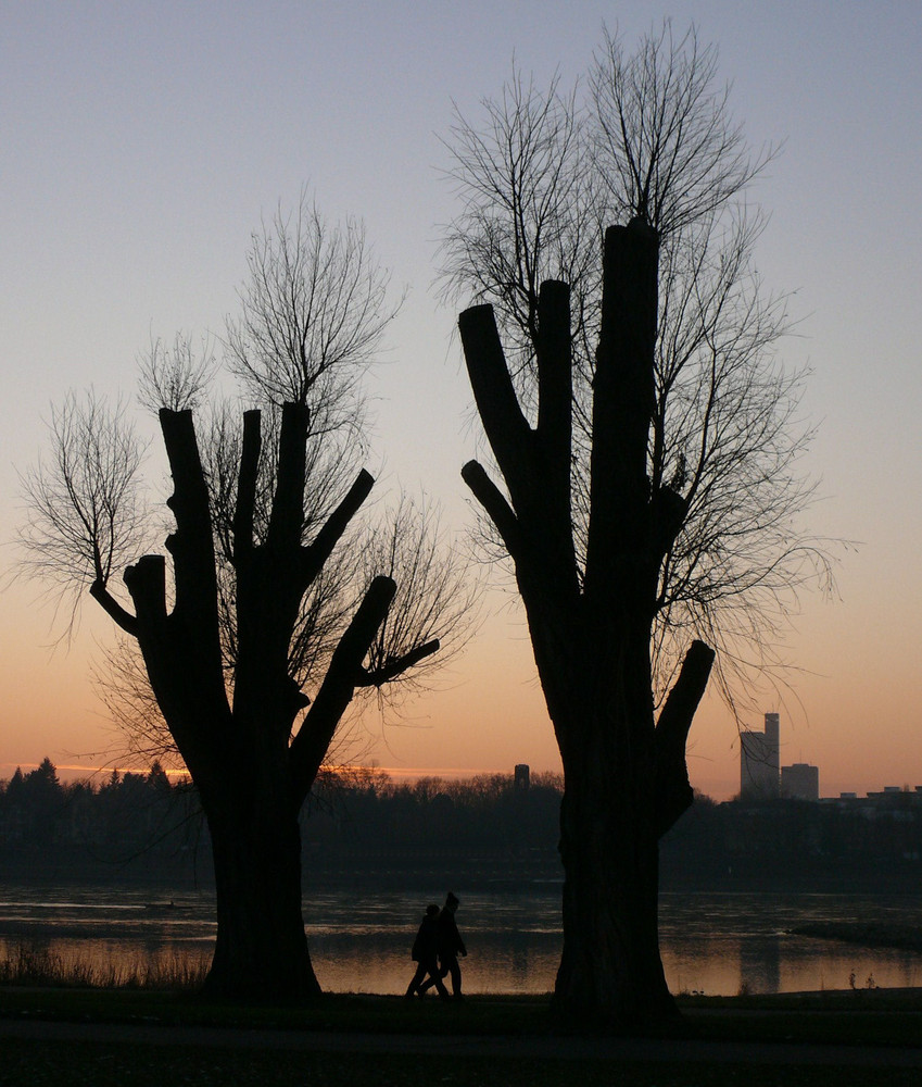 Die Äste am Rhein in Köln erinnerten mich heute irgendwie an ein Feuerwerk