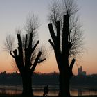 Die Äste am Rhein in Köln erinnerten mich heute irgendwie an ein Feuerwerk