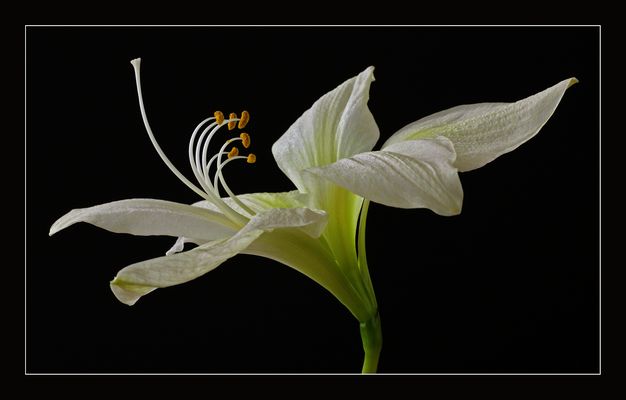 Die Ästhetik von einem weissen Ritterstern 