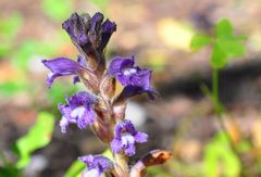 Die Ästige Sommerwurz (Orobranche  mutelii)