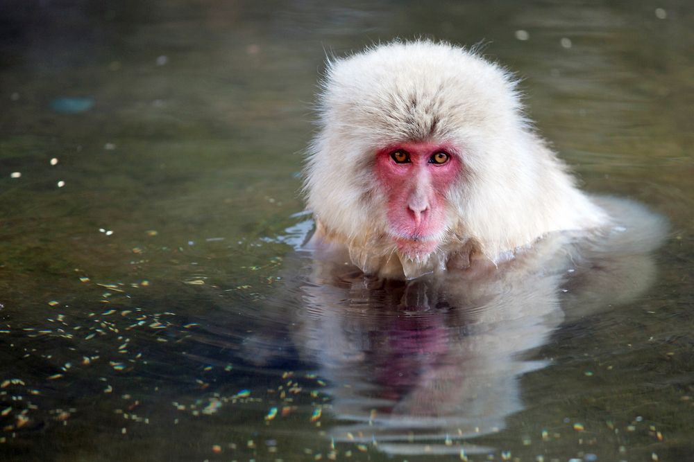 Die Affen benötigen keine Spiegel – sie haben ja uns. © Gerd W. Heyse