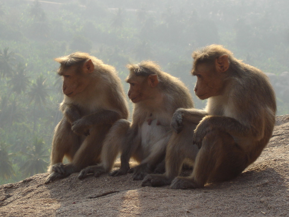 die affen von hampi