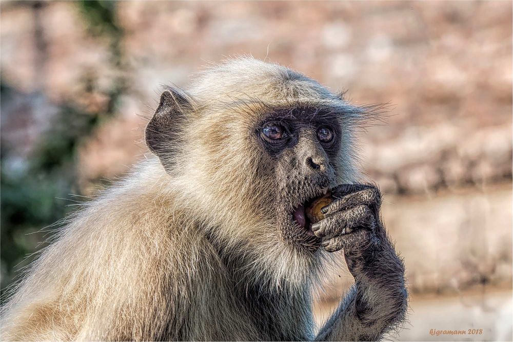 die affen von ranakpur....