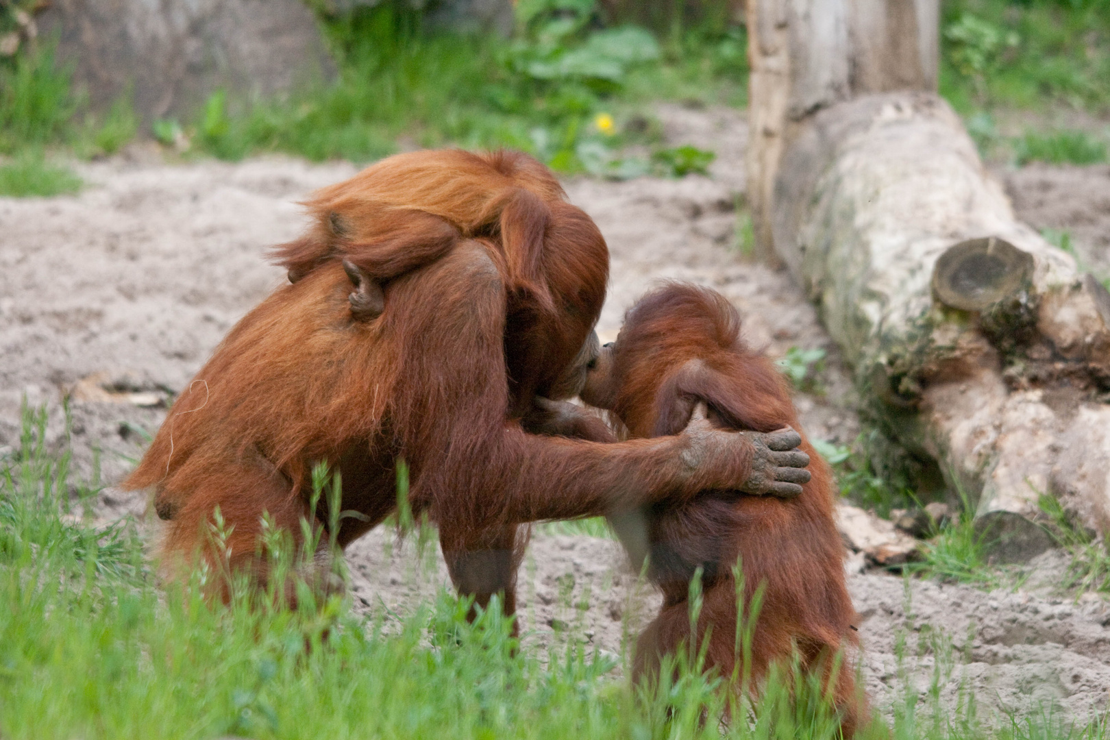 Die Affenmutter liebt ihr Kind..