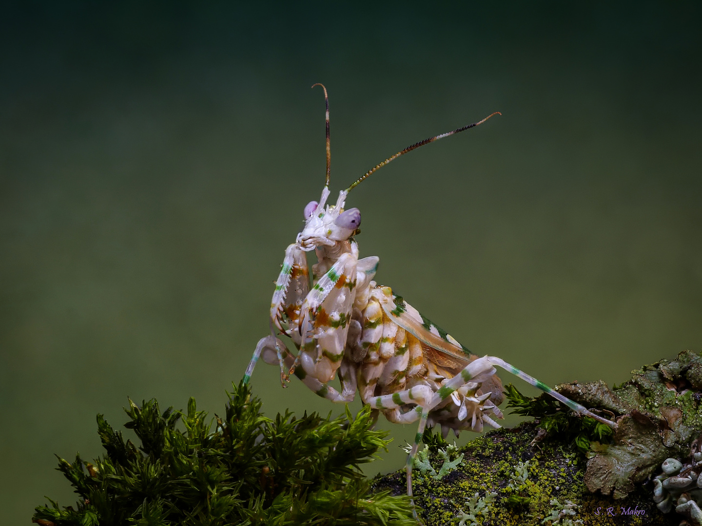 Die Afrikanische Blütenmantis