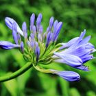 Die Afrikanische Schmucklilie (Liebesblume) von Madeira