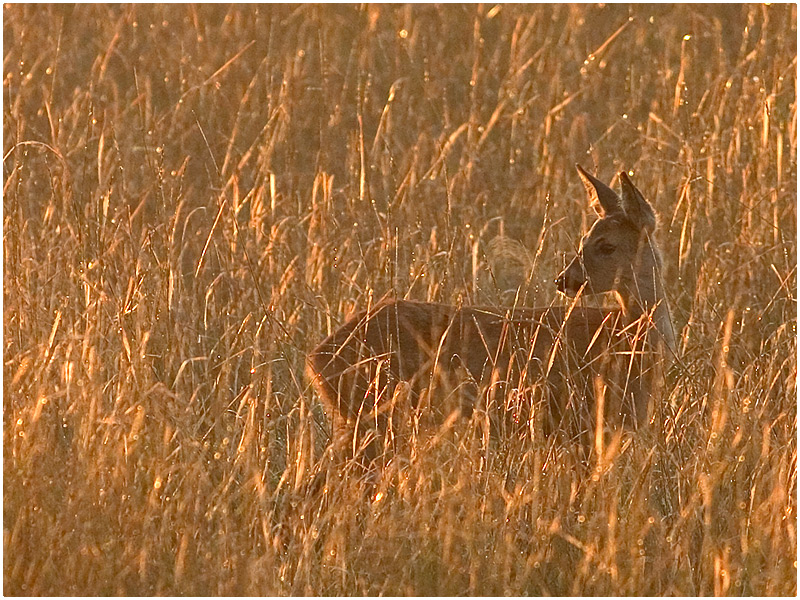 Die afrikanische Steppe..