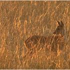 Die afrikanische Steppe..