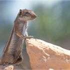 Die Afrikanischen Borstenhörnchen